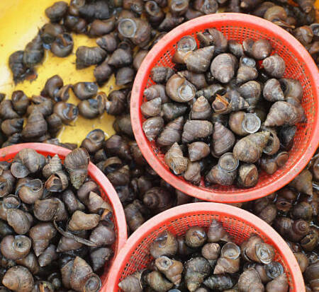 bigorneaux Cuits GROS (Les 300gr)