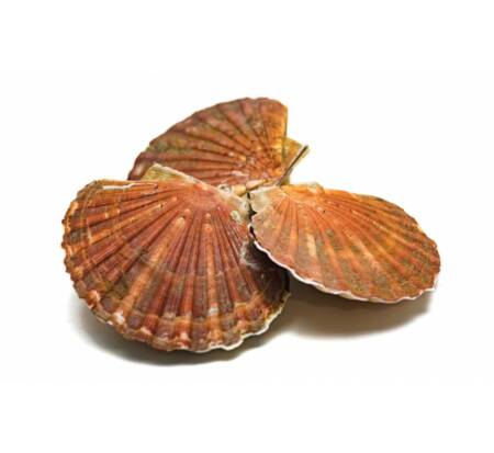 Coquilles Saint-Jacques Moyenne 3kg