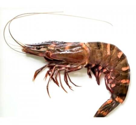 Crevettes royales sauvage crue 1pcs