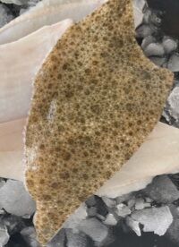 Filet de Turbot élevage
