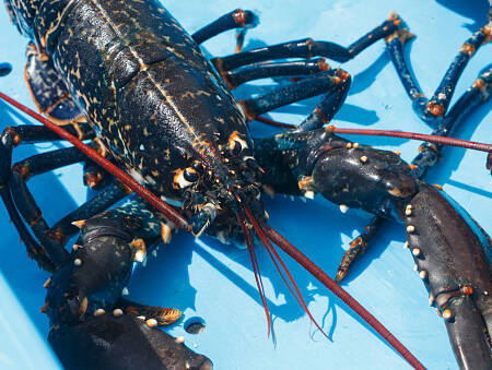 Homard bleu crue ( Vivant) 600-800g