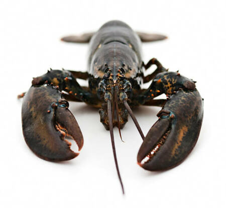Homard Canadien ( Vivant)400-600g