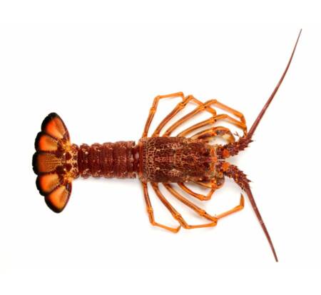 Langouste ROYALE bretonne vivante 0,800-1kg