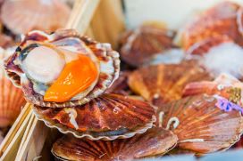 Coquilles St jacques