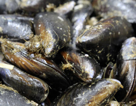 Moule D'Espagne Grosse