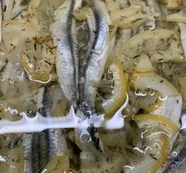 Anchois marinés aux citron & thym