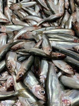 Anchois entier frais