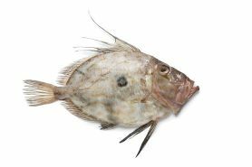 Saint pierre entier 1/2 kg sauvage