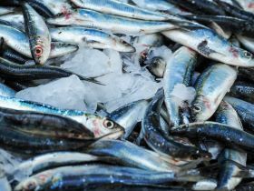 Sardine fraiche entière Atlantic