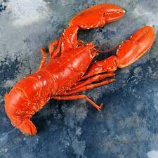 Homard bleu Cuits 400-600g