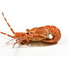 Langouste cuites 4/600 G